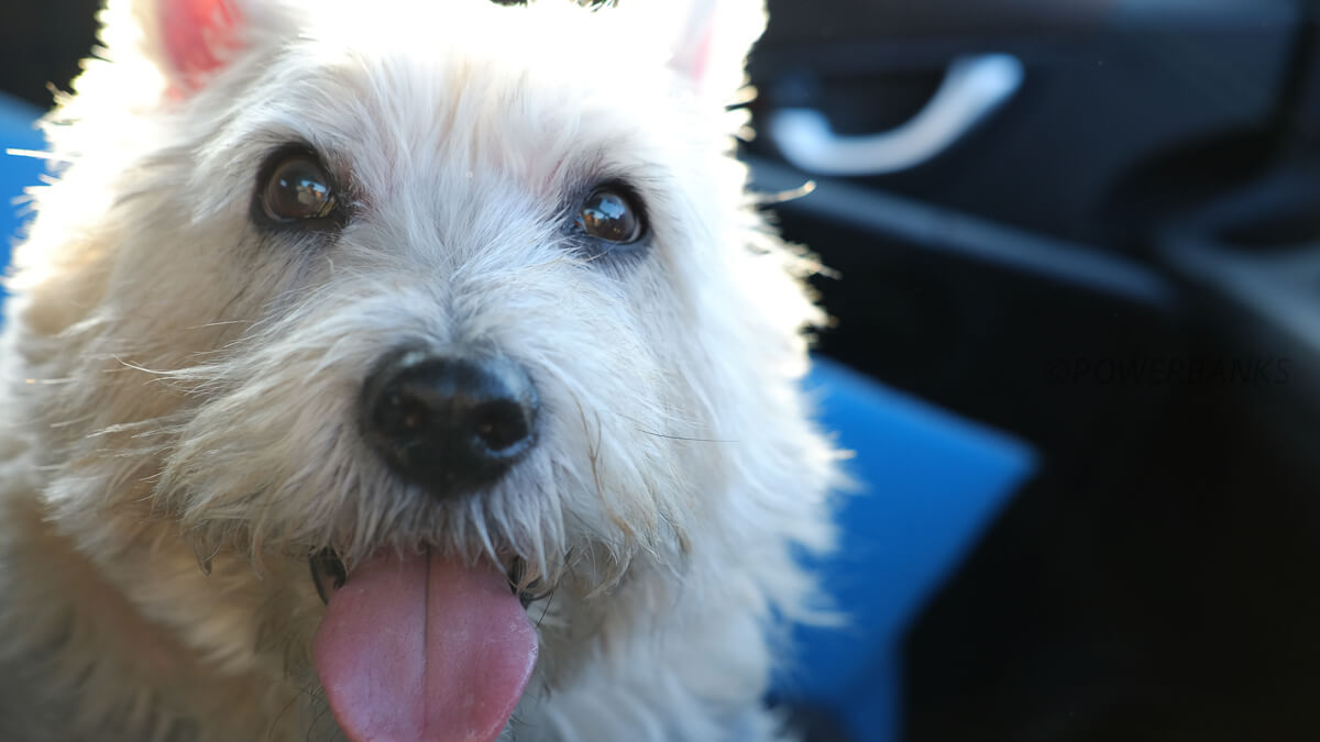 停電とお留守番ペット